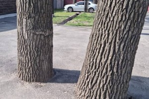 
                    Дежурный по городу. Сказал глухой слепому
                