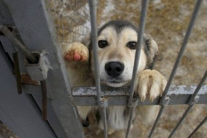 
                    Проблему жестокого обращения с животными обсудили в Алматы
                