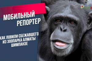 Как ловили сбежавшего из зоопарка Алматы шимпанзе
