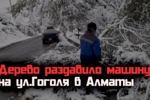 Дерево раздавило машину на ул. Гоголя в Алматы