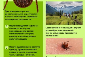 
                    В Алматы максимальный пик активности клещей приходится на май-июнь
                