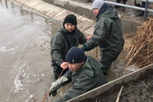 Оперативные меры против паводков приняты в трех областях Казахстана