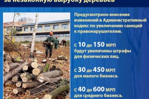На сколько увеличат штрафы за незаконную вырубку деревьев в Казахстане?