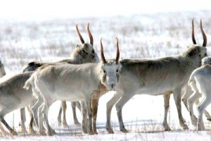 
                    Одомашнивать сайгаков хотят в Казахстане
                