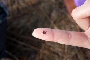 
                    Чем опасны укусы клещей, рассказали в Минздраве
                