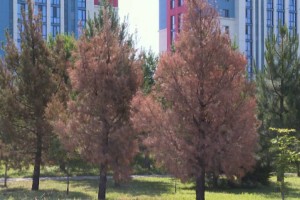 
                    В Шымкенте массово гибнут деревья
                
