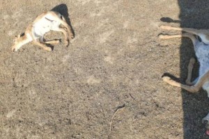 
                    В ЗКО на берегу реки обнаружено около 150 трупов погибших сайгаков
                