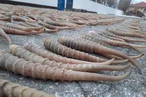 Строительство завода по переработке сайгачьих рогов рассмотрят в Казахстане