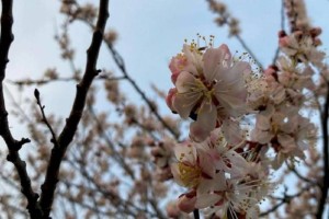 Погода в Алматы и области на 31 марта
