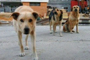 
                    В Атырау ищут догхантеров для отлова бродячих собак
                