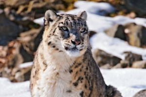 
                    В горах вблизи Алматы спасли самку барса
                