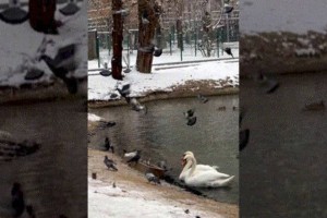 
                    Армия «халявщиков» оккупировала Алматинский зоопарк
                