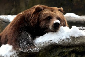 Тянь-шаньские бурые медведи уходят в зимнюю спячку