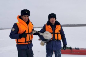 Казахстанские спасатели помогли замерзающим на озере вблизи Петропавловска лебедям