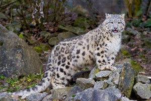 
                    Красная книга и охрана животных не приводит к увеличению их популяции в РК
                