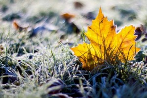 
                    В нескольких областях РК синоптики обещают заморозки на почве
                
