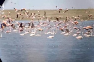 
                    В Коргалжынском заповеднике сняли на видео тысячи фламинго
                