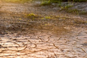 
                    В каких регионах РК прогнозируют засуху
                