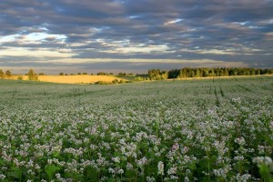 
                    Июль - макушка лета: каких погодных сюрпризов ждать казахстанцам в этом месяце
                