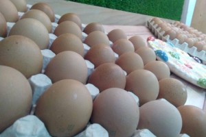 
                    Минсельхоз увеличивает субсидирование птицефабрик в Казахстане
                