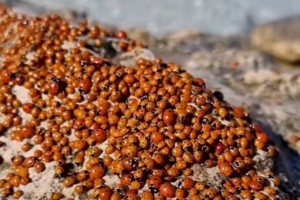 
                    Божьи коровки и бабочки-крапивницы наводнили Актау
                
