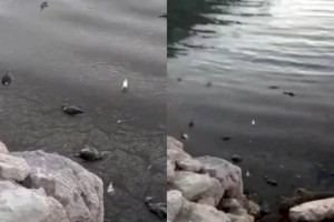 
                    Специалисты назвали предварительные причины гибели бакланов на Каспии
                