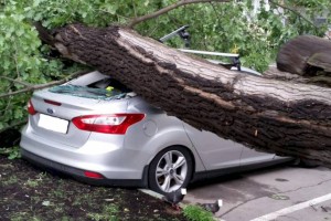 
                    В Шымкенте во время бури огромное дерево упало на автомобиль
                