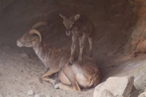 
                    Фотоловушка впервые зафиксировала ягненка архара в Нацпарке «Тарбагатай»
                