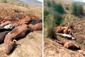 
                    В селе Акшокы Карагандинской области продолжается массовая гибель животных
                