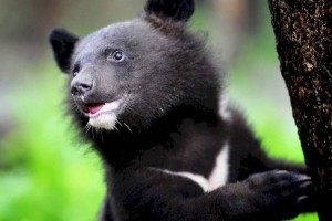 
                    В зоопарке Алматы выбрали имя для гималайского медвежонка
                