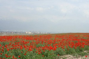 
                    Маки расцвели в Алматинской области: горожане выезжают в поля, чтобы успеть сделать фото
                