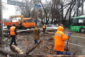 
                    В Алматы зафиксировано 19 случаев падения деревьев
                