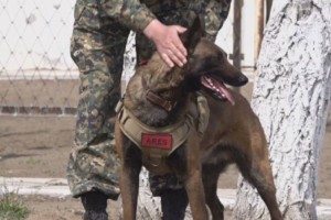 
                    Служебный пес из Павлодара вошел в ТОП-5 патрульно-разыскных собак Казахстана
                
