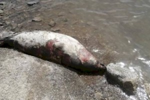 
                    Причину гибели почти ста тюленей в Мангистауской области так и не выяснили
                