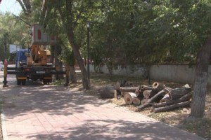 
                    Сколько деревьев вырубят в Алматы
                