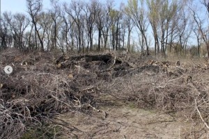 Зачем вырубают рощу с вековыми деревьями рядом с Шелеком
