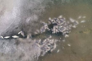Гибель рыбы в Ботаническом саду: столичные власти дали официальный ответ