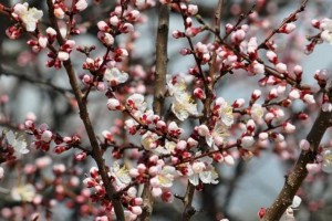 
                    Какую погоду прогнозируют синоптики в Алматы и области
                