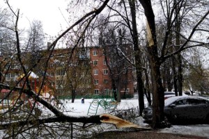 В Алматы упавшие во время снегопада деревья повредили 44 авто