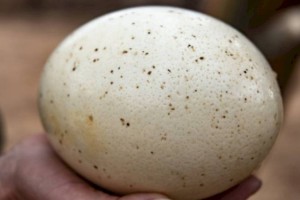 
                    Ученые обнаружили соцсеть возрастом 50 тысяч лет
                