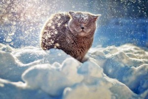 Какая погода ждет в январе казахстанцев