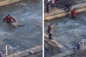 
                    Алматинец спас собаку из ледяного плена
                