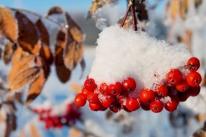 
                    Какой будет погода в последние дни ноября
                