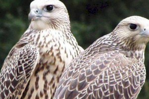 
                    Экологи выявили в Жетысу незаконное содержание 18 краснокнижных соколов-балобанов
                