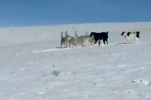 
                    Схватку тобетов с волчьей стаей обсуждают казахстанцы
                