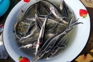 
                    Что делается для воспроизводства рыбных ресурсов в Казахстане
                