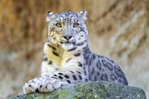 В Алматы проходит неделя снежного барса