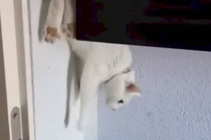 Видео с кошкой, оригинально спускающейся со шкафа, набирает популярность в соцсетях