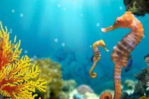 
                    Всемирный день моря празднуется сегодня
                