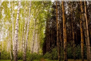 
                    Какие породы деревьев включены в глобальный проект озеленения Казахстана
                